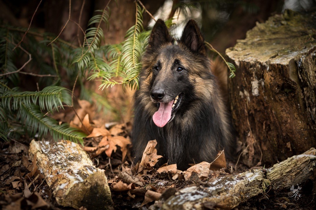 Orso di luca Of the smart spirit